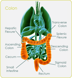 Colon diagram